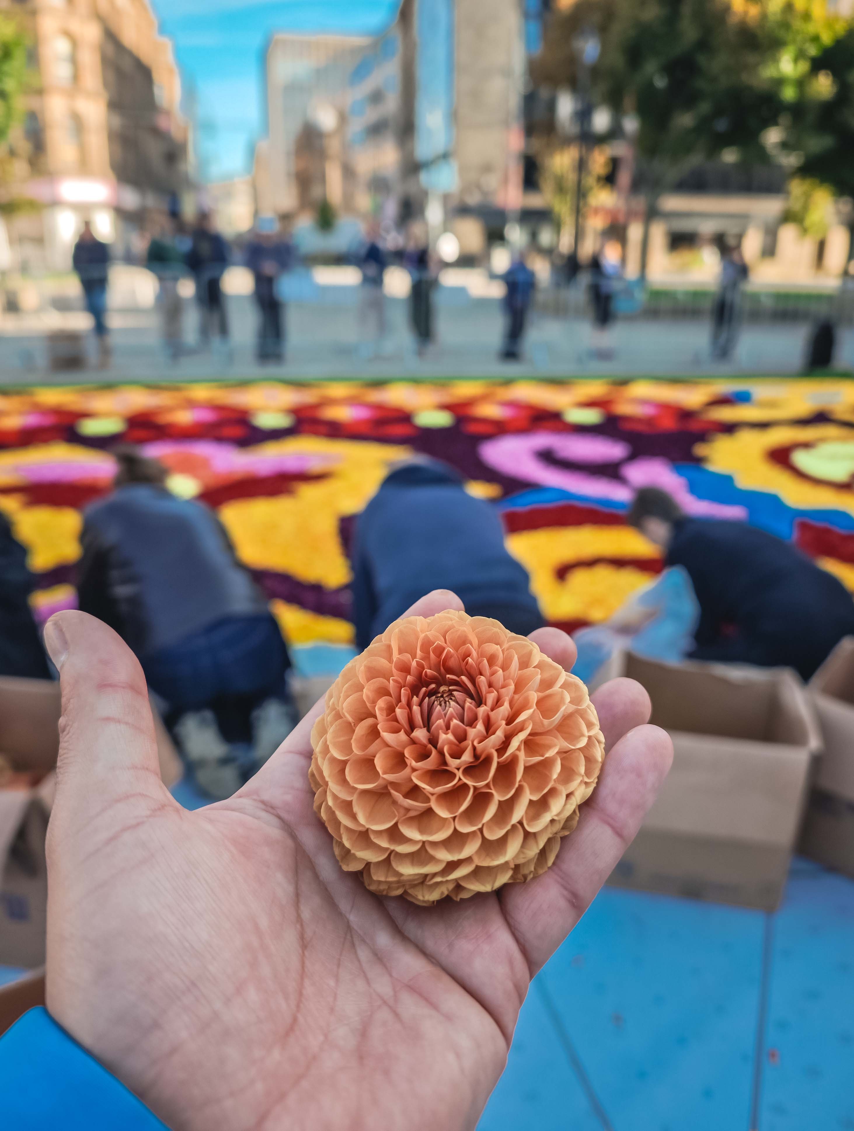 Flowers from Belgium