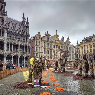 Flowers from Belgium